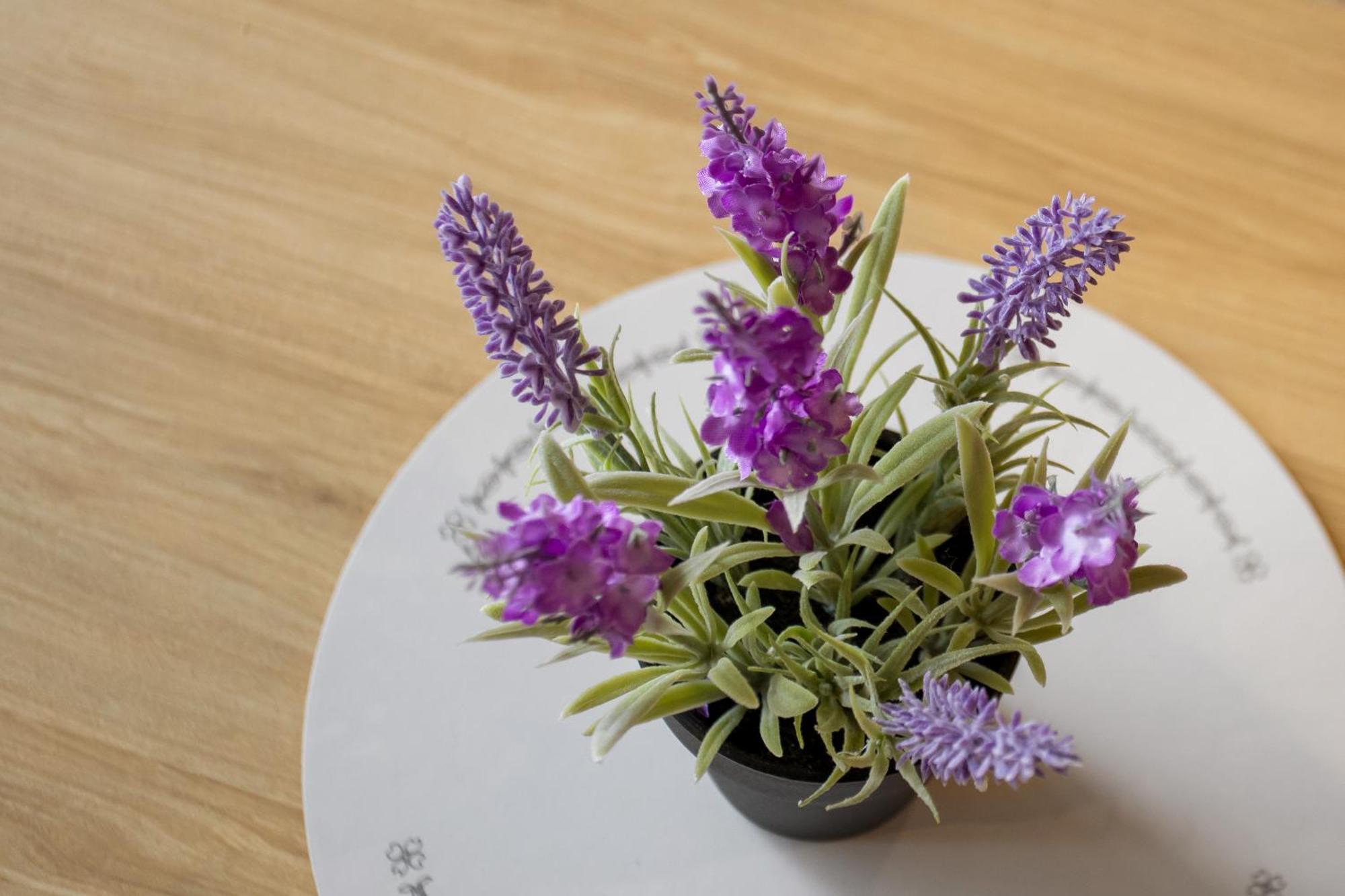 Spring Special Cbd Free Parking Appartement Christchurch Buitenkant foto